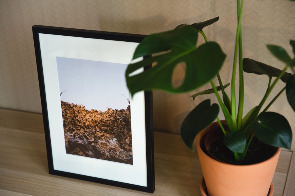 shelf with framed photo and green plant